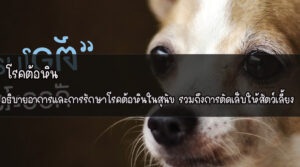 โรคต้อหิน