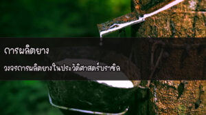 การผลิตยาง